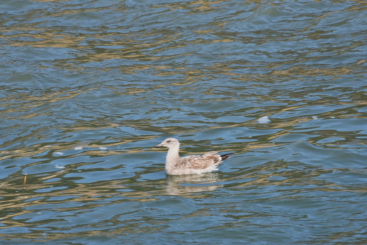 Gaviota Occidental - ML646977024
