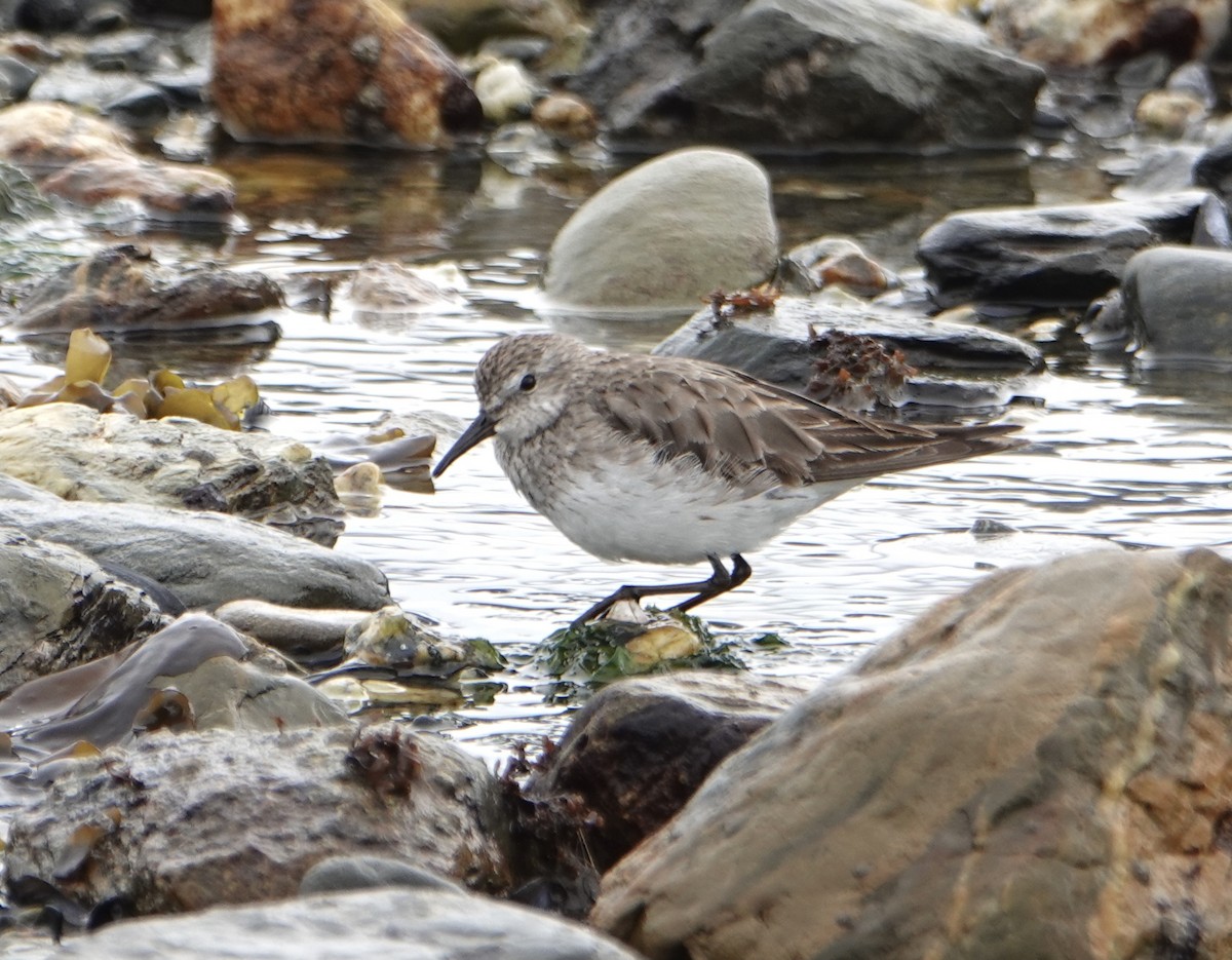 Baird's Sandpiper - ML646977025