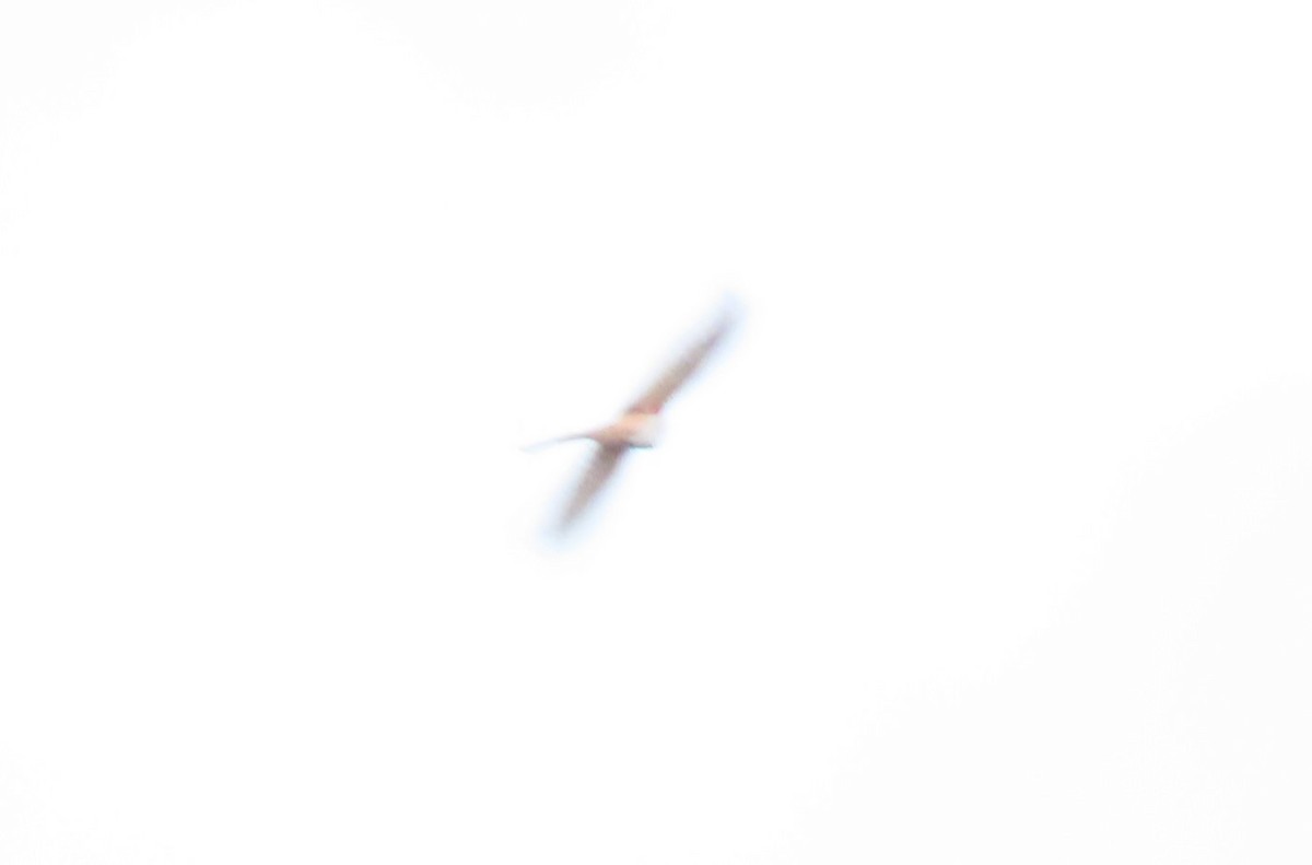 Scissor-tailed Flycatcher - ML646977026