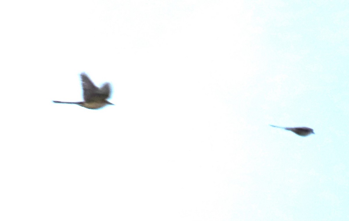 Scissor-tailed Flycatcher - ML646977027