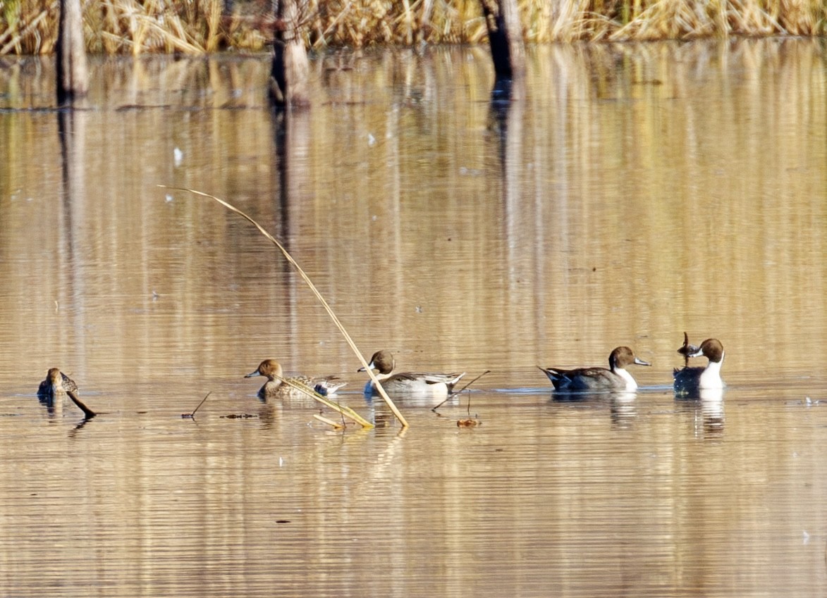 stjertand - ML646977032