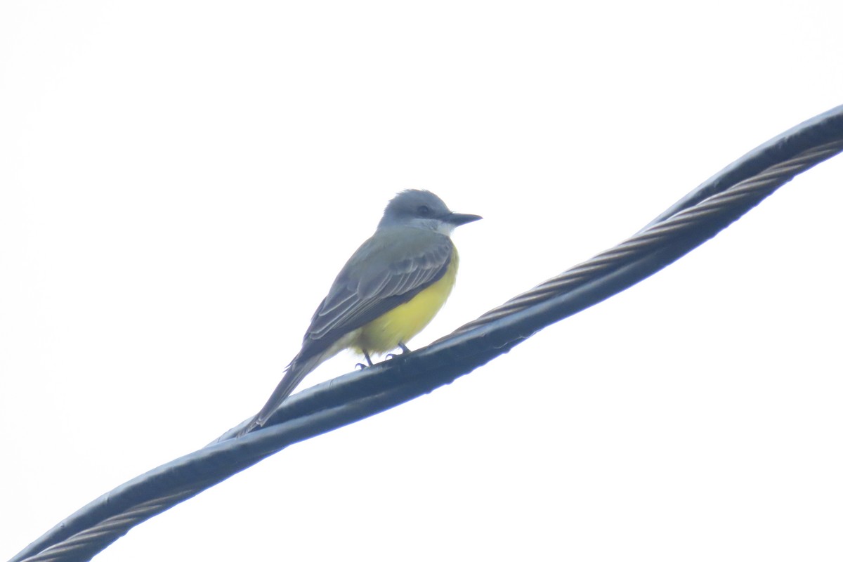 Couch's Kingbird - ML646977033