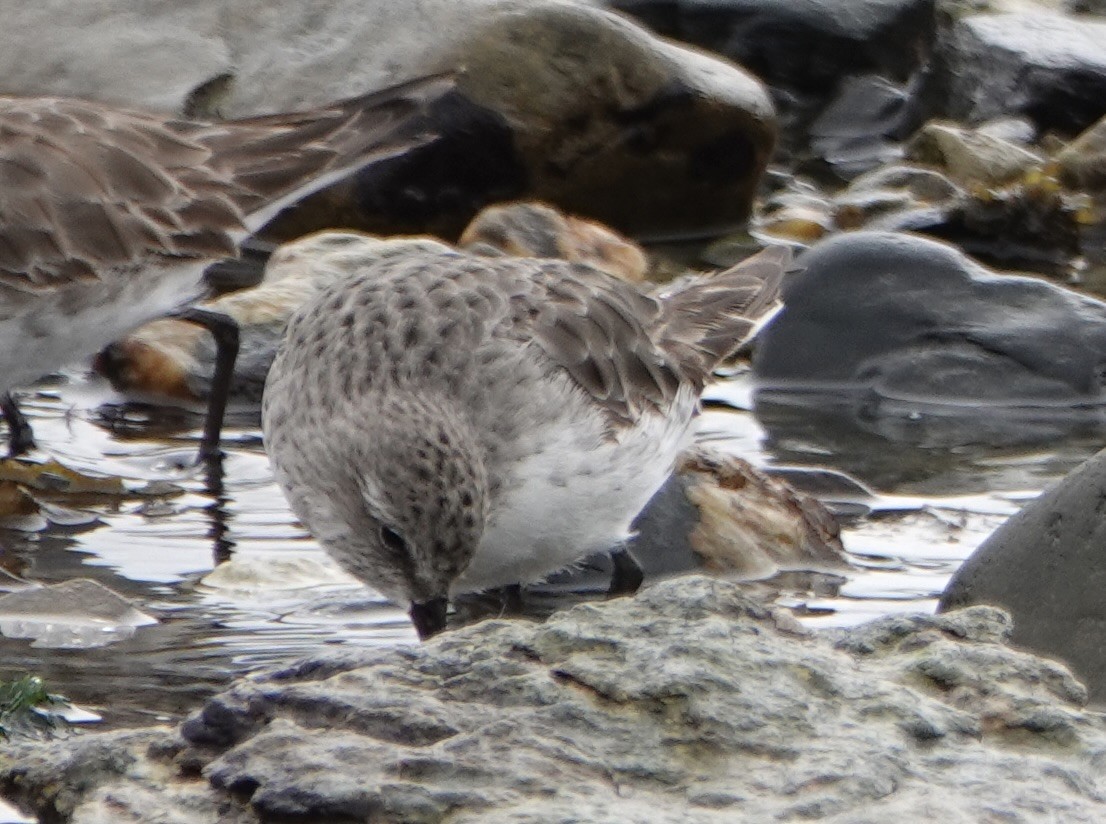 White-rumped Sandpiper - ML646977035