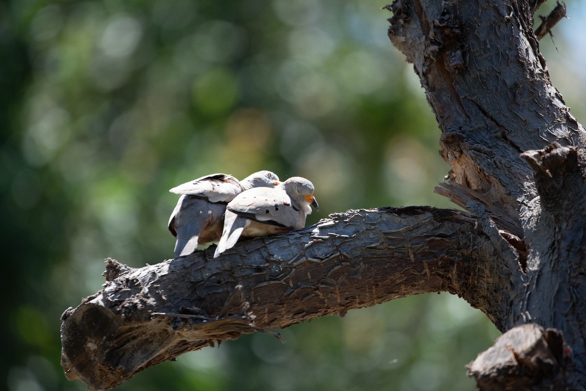 Croaking Ground Dove - ML646977036