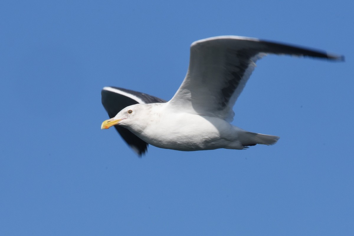 Gaviota Occidental - ML646977037