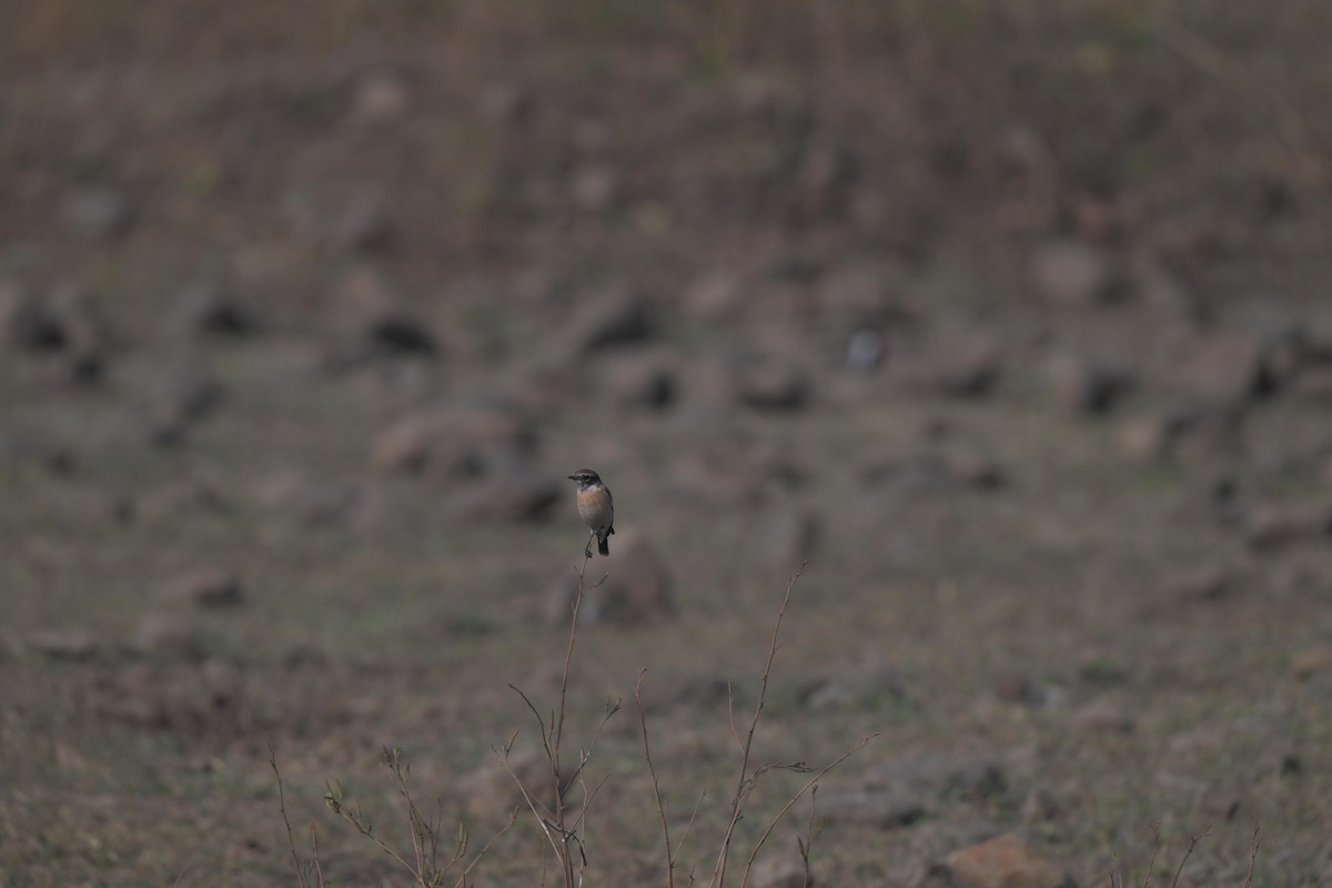 Siberian Stonechat - ML646977038