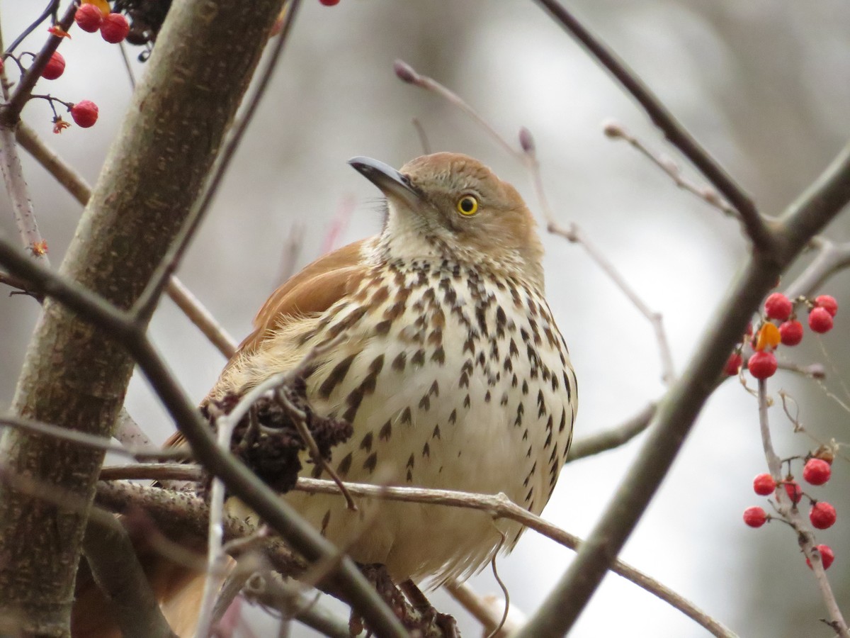 Cuitlacoche Rojizo - ML646977039