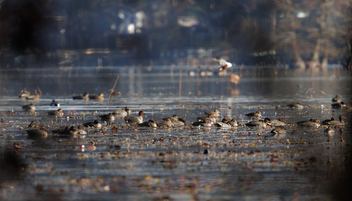 krikkand - ML646977040