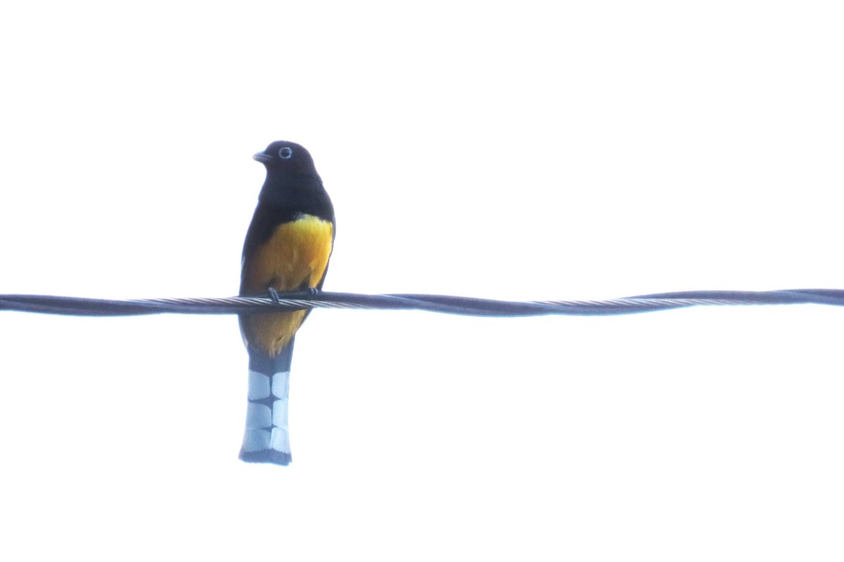 Black-headed Trogon - ML646977042