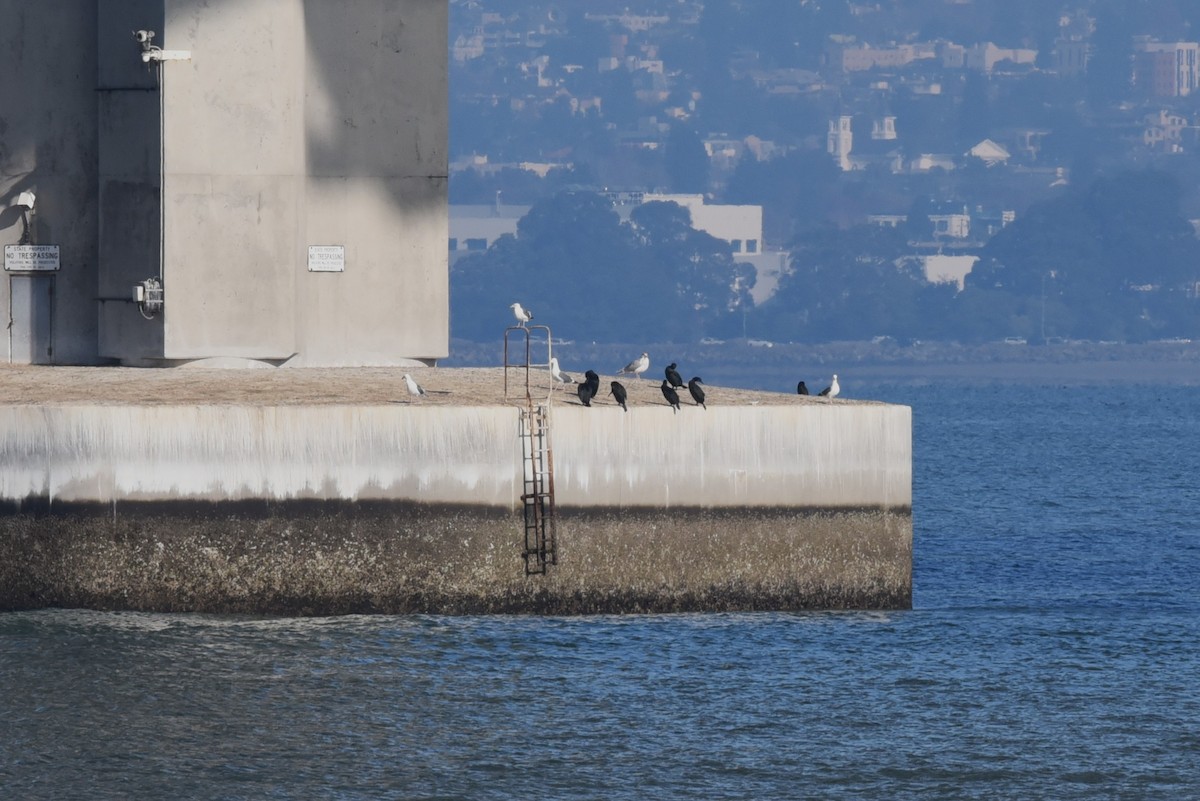 Cormorán Sargento - ML646977043