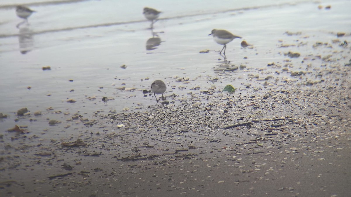 Tibetan Sand-Plover - ML646977044