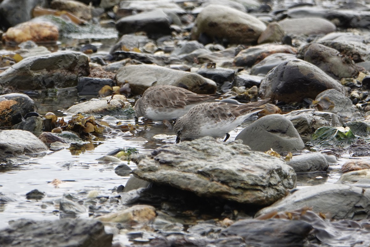 Baird's Sandpiper - ML646977047