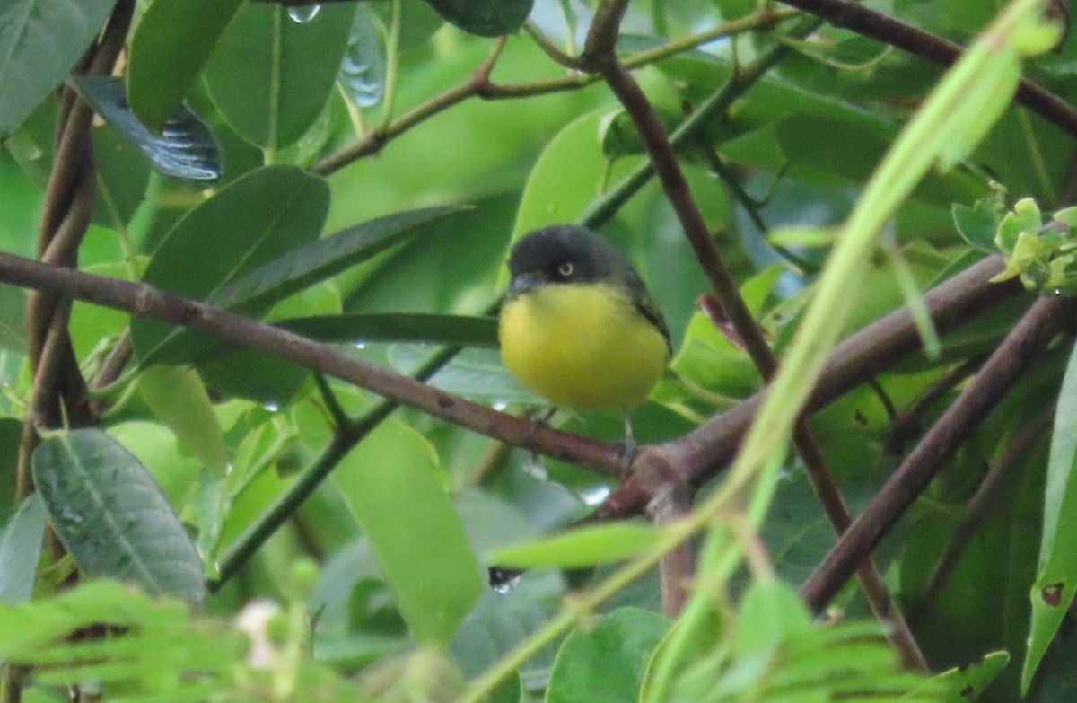 Common Tody-Flycatcher - ML646977050