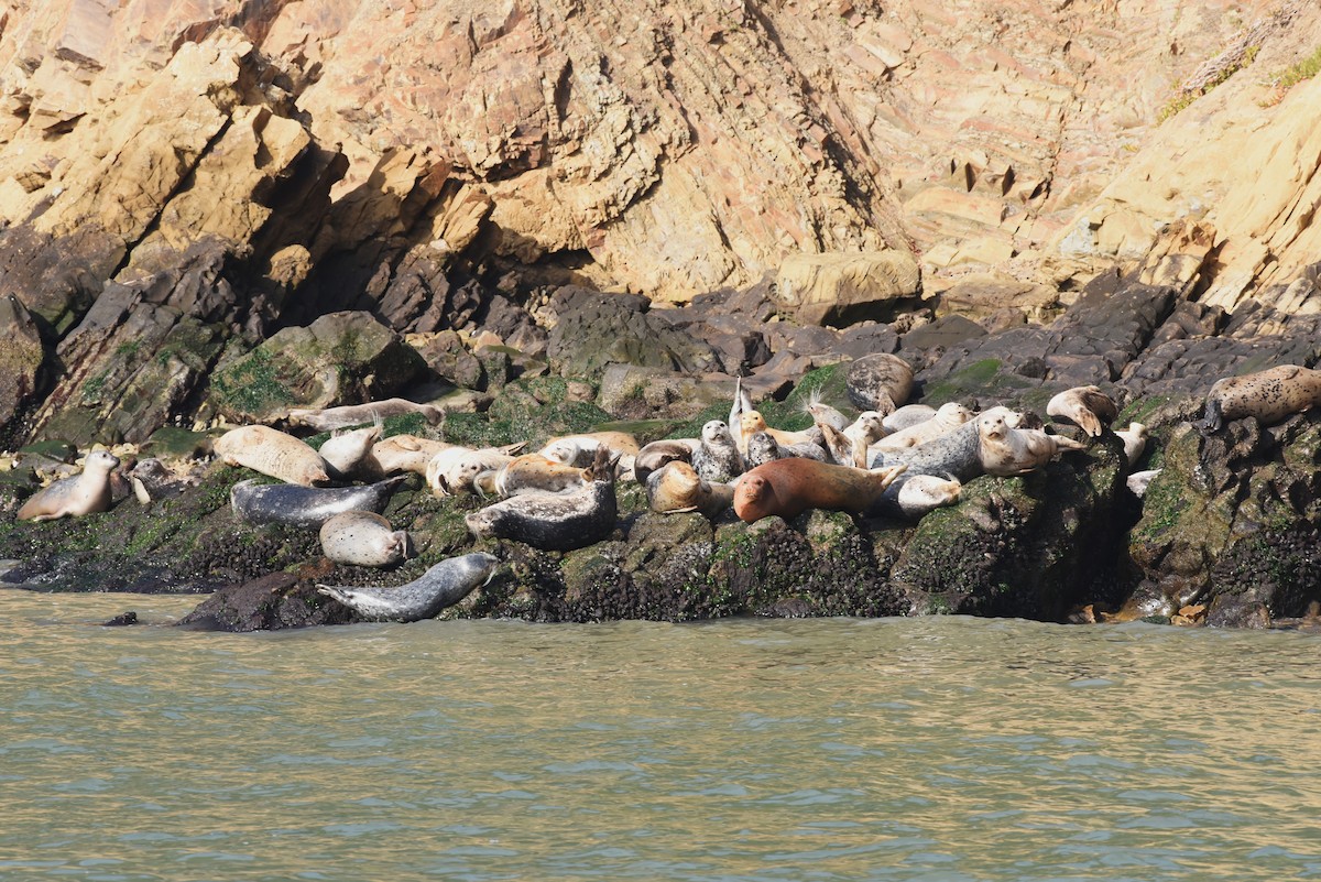 Foca común - ML646977051