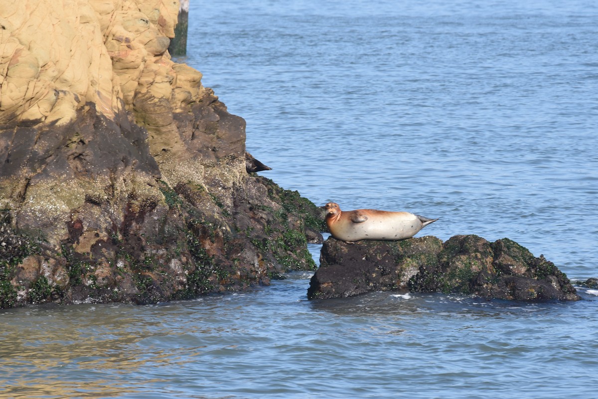 Foca común - ML646977052