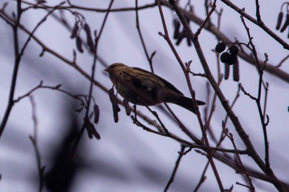 Redpoll - ML646977061
