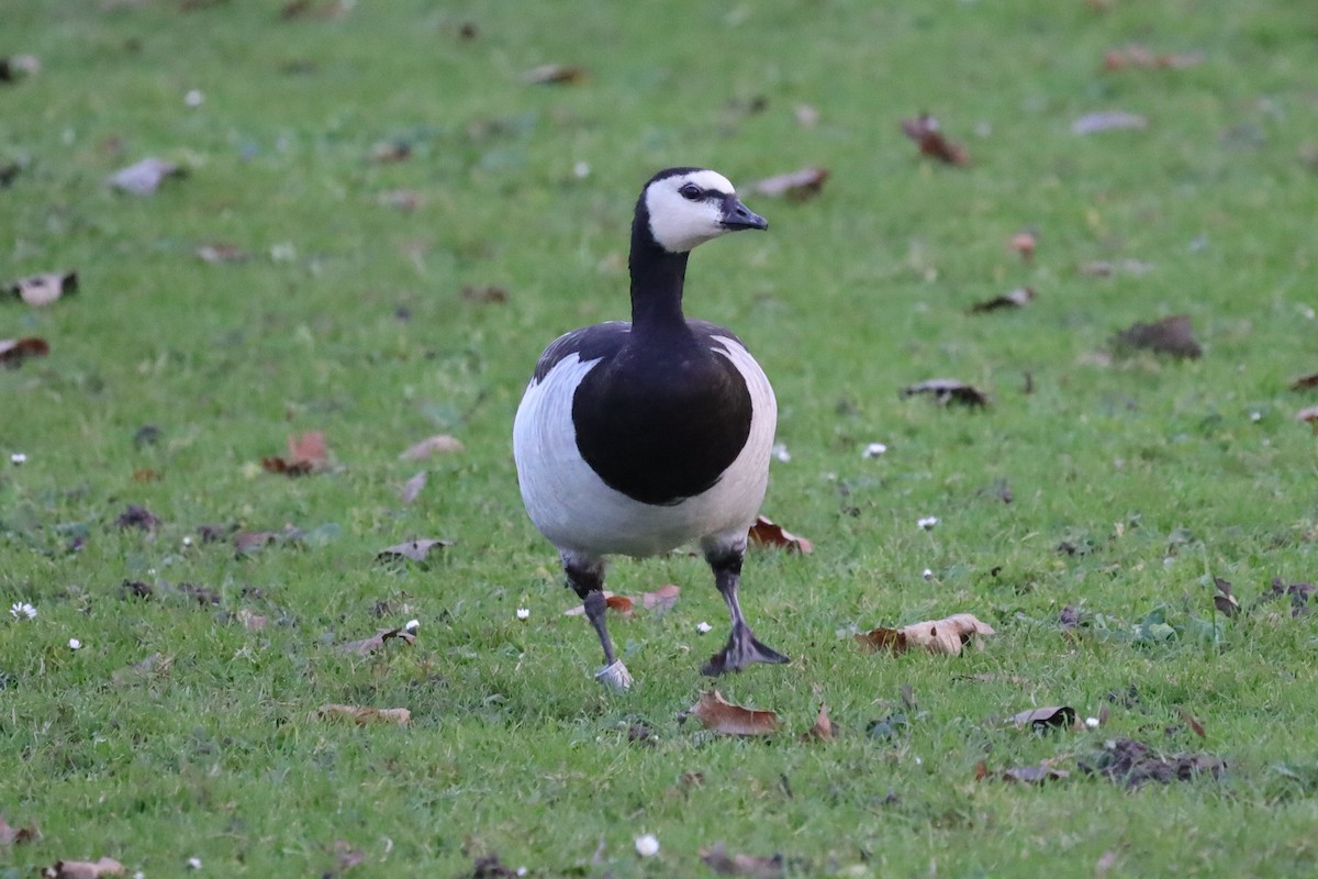 Цагаан шанаат галуу - ML646977062