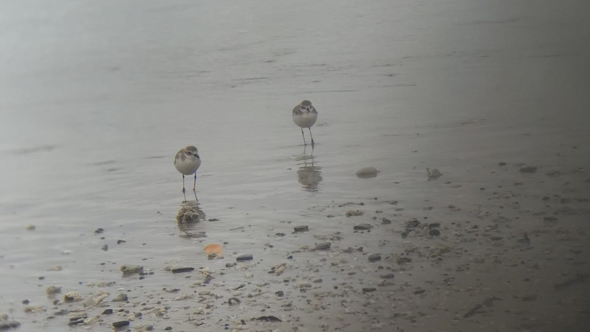 Tibetan Sand-Plover - ML646977063