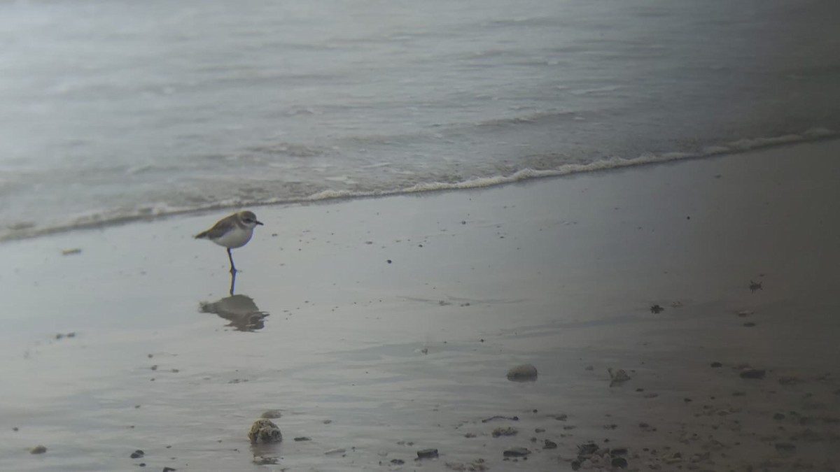 Tibetan Sand-Plover - ML646977064