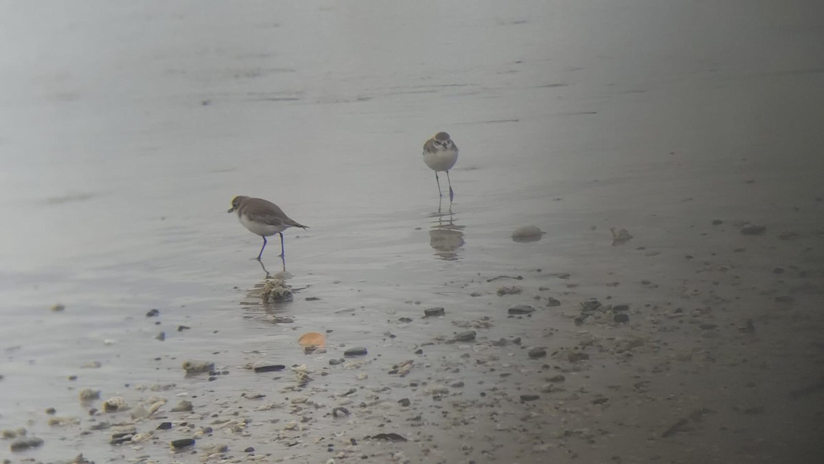Tibetan Sand-Plover - ML646977066