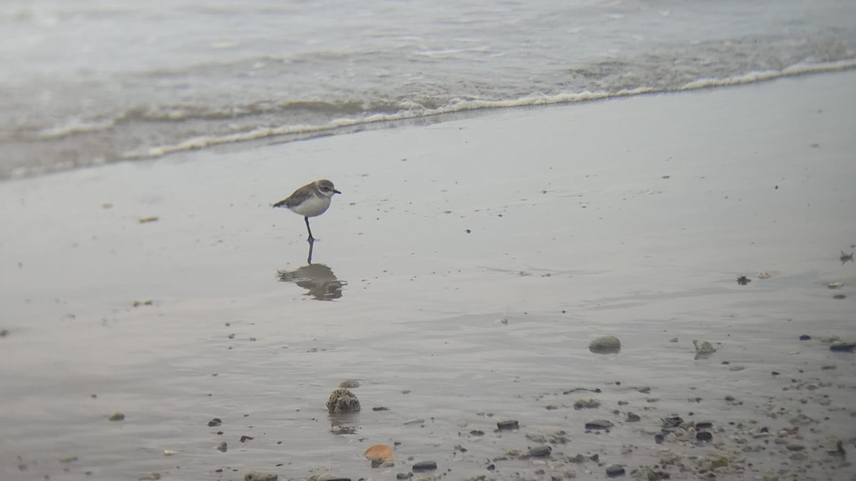 Tibetan Sand-Plover - ML646977067