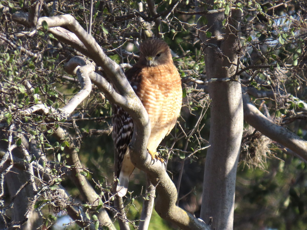 káně páskovaná - ML646977068