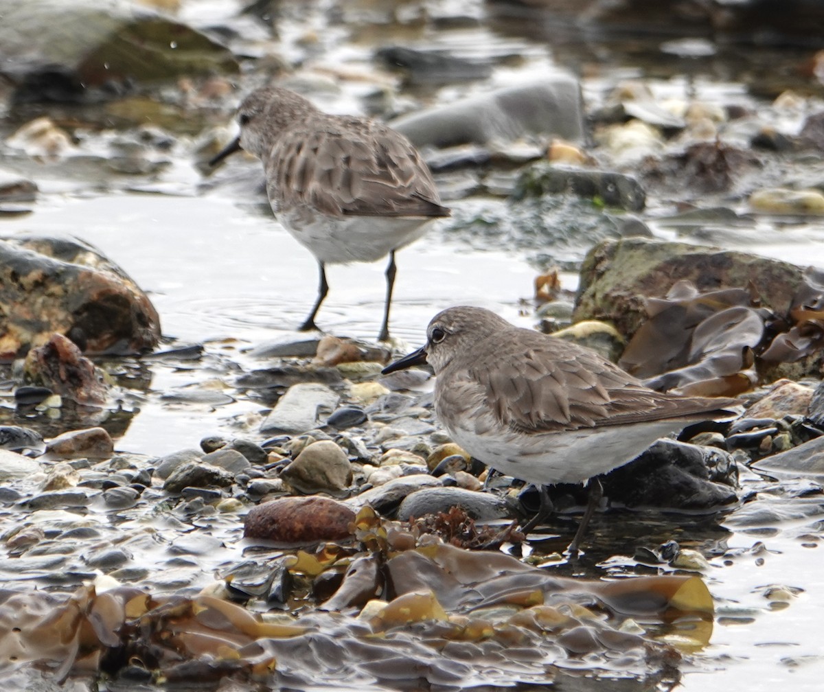 Baird's Sandpiper - ML646977069