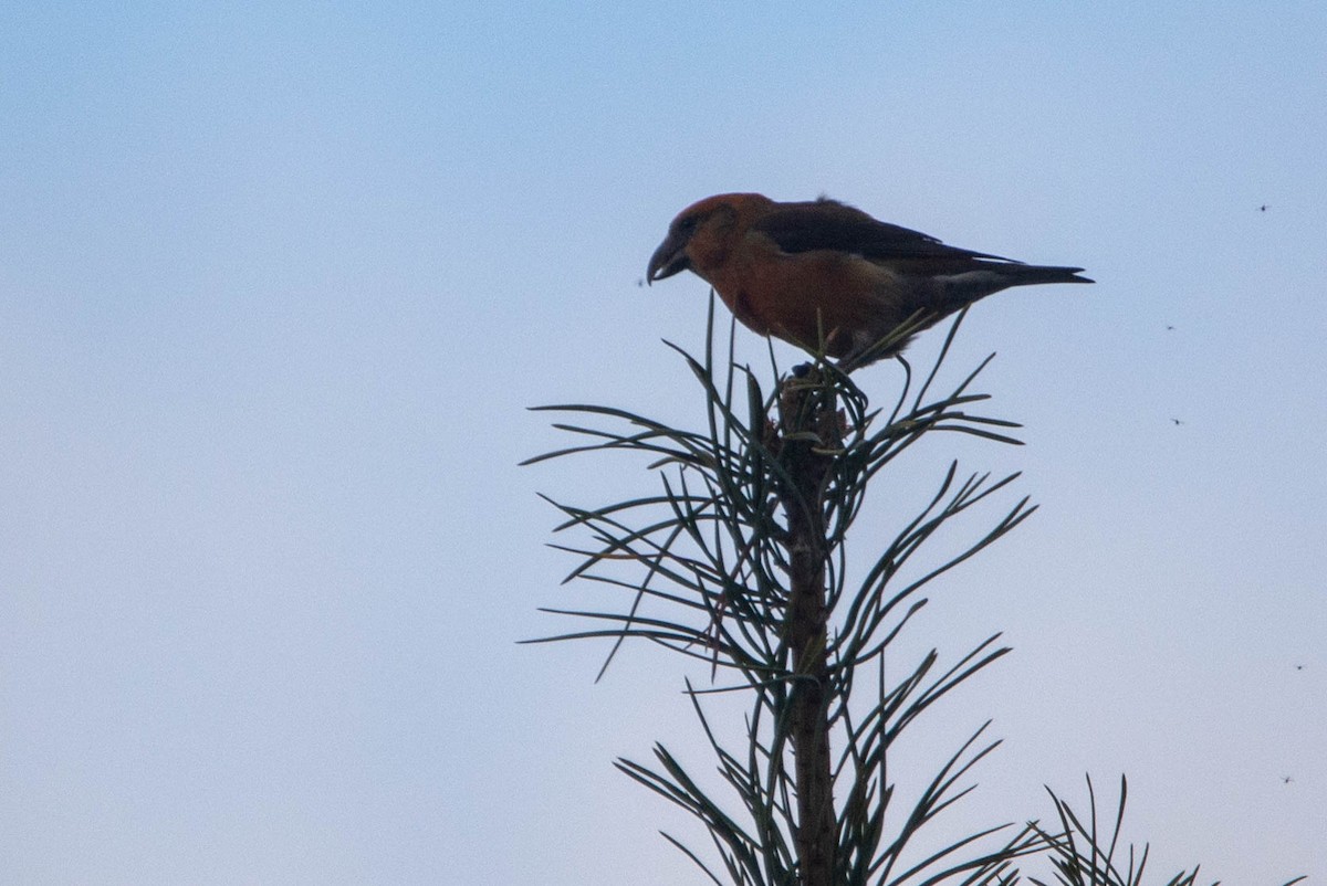 Red Crossbill - ML646977070