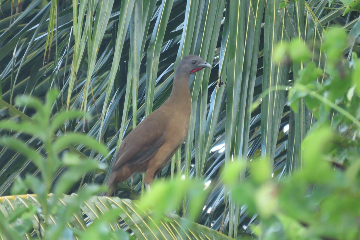 Plain Chachalaca - ML646977071