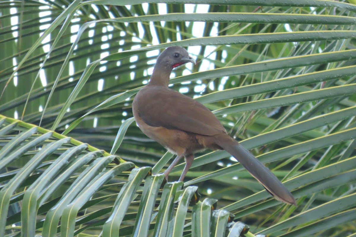 Plain Chachalaca - ML646977072