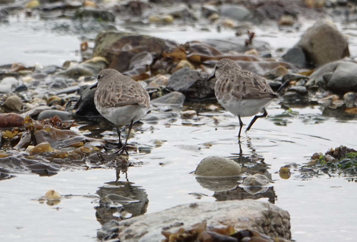 Baird's Sandpiper - ML646977073