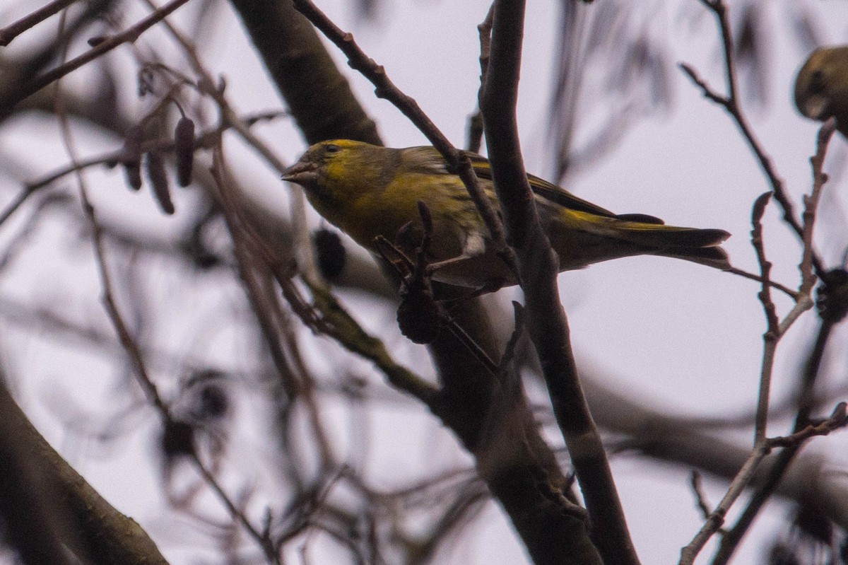 Eurasian Siskin - ML646977075