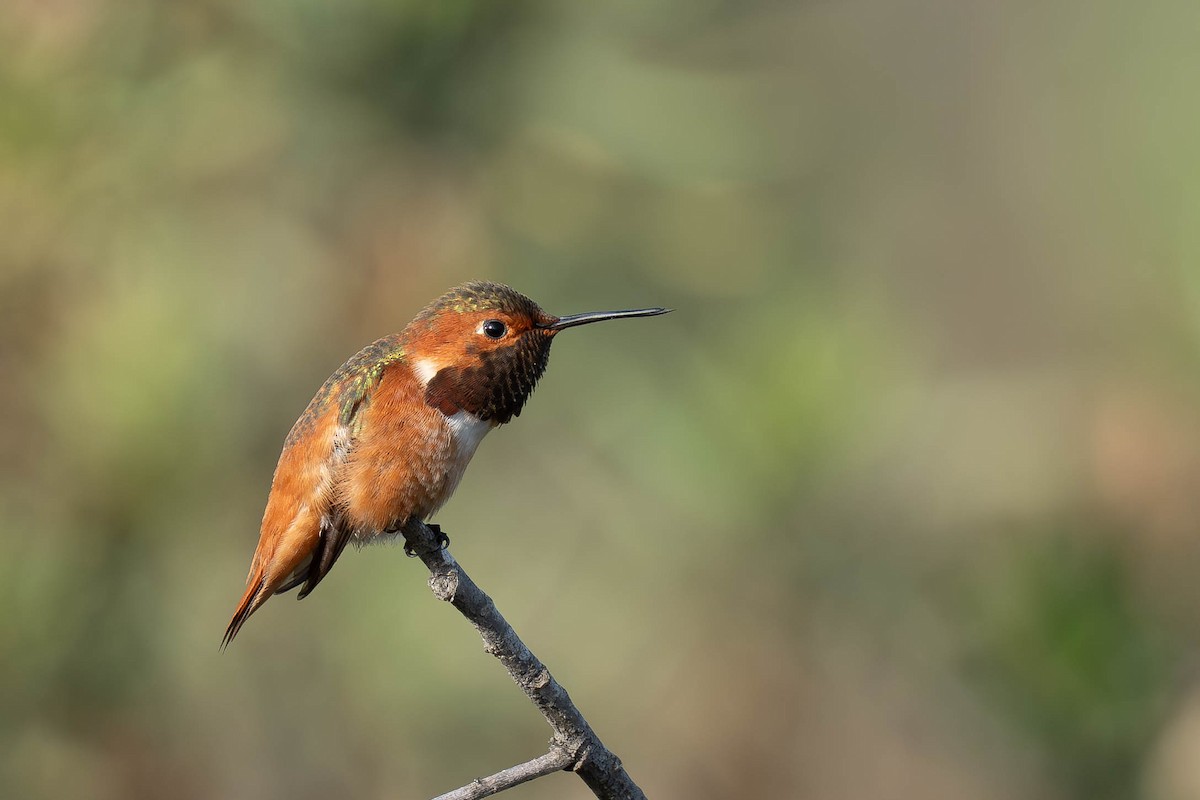 chaparralkolibri - ML646977076
