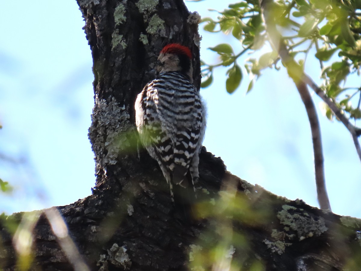Ladder-backed Woodpecker - ML646977079