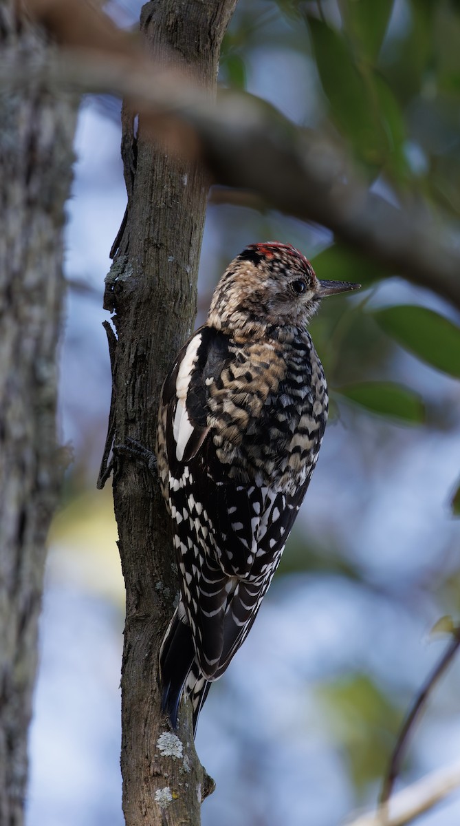 kanadasevjespett - ML646977083