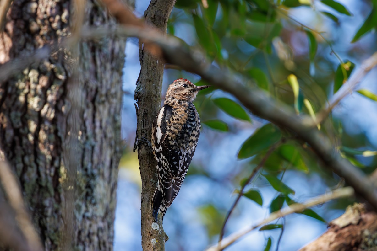 kanadasevjespett - ML646977084