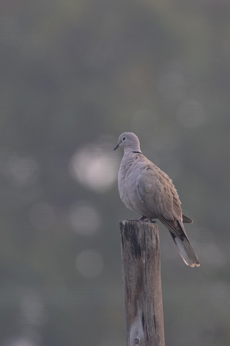 Tourterelle turque - ML646977085