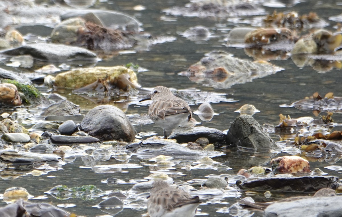 Baird's Sandpiper - ML646977087