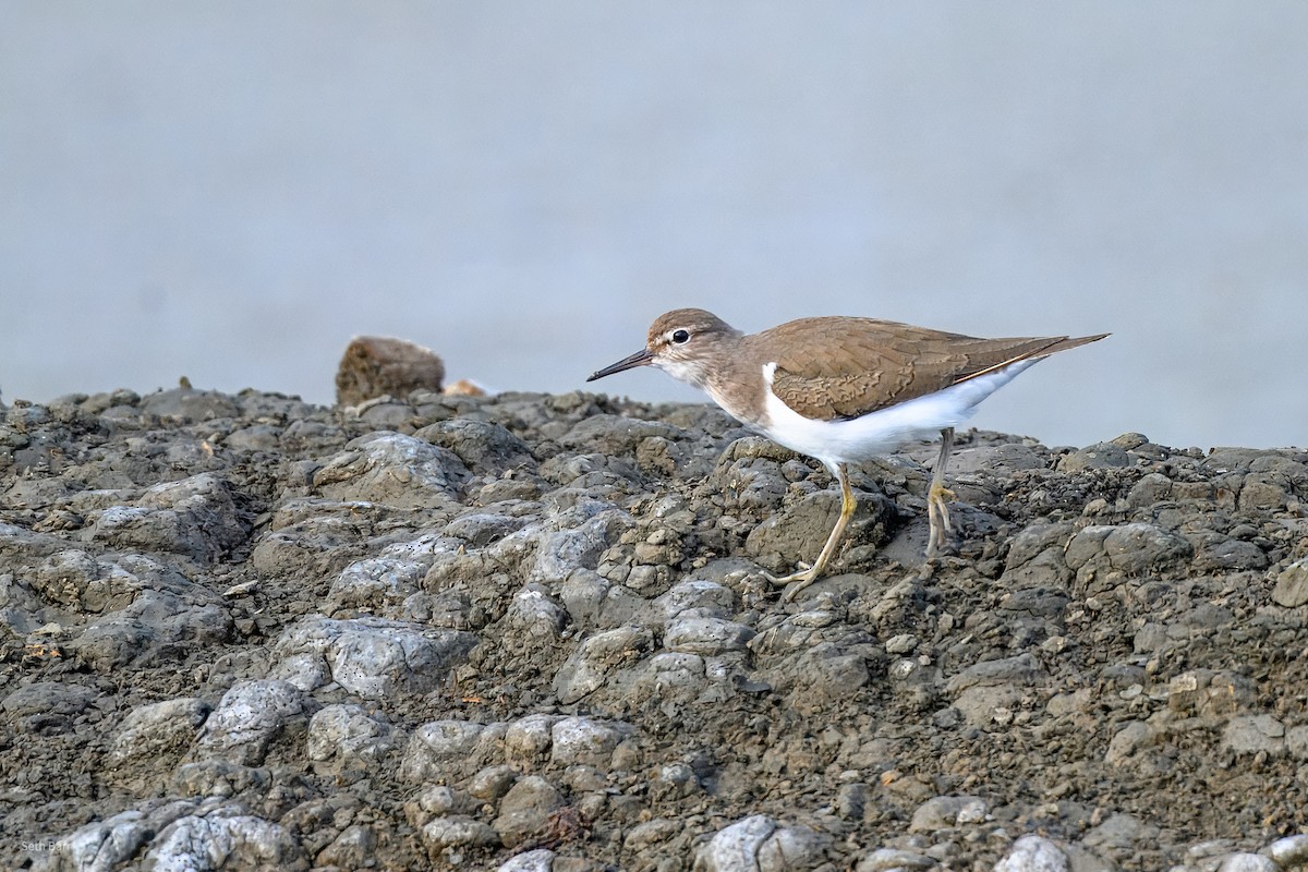 Piro piro piccolo - ML646977088