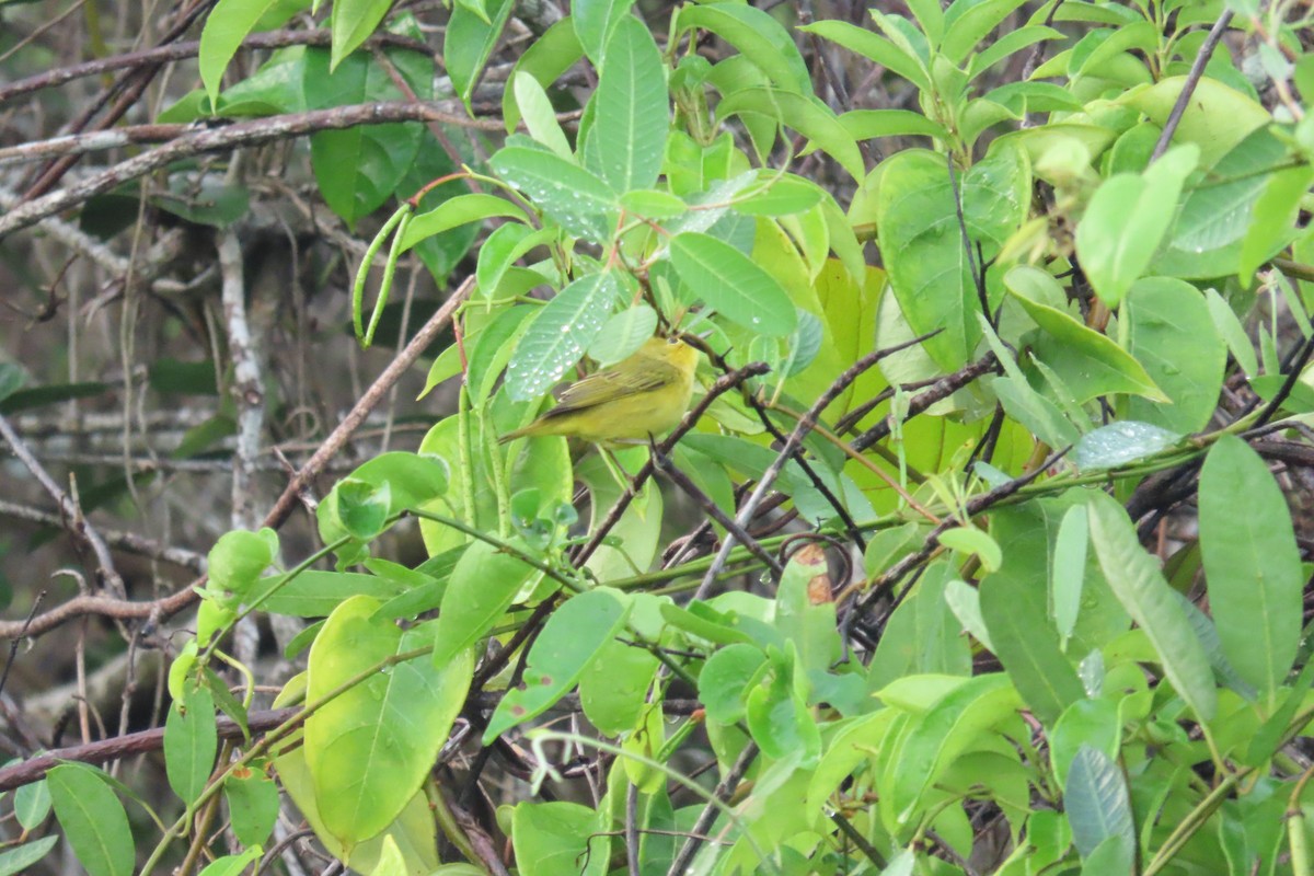 Northern Yellow Warbler - ML646977090