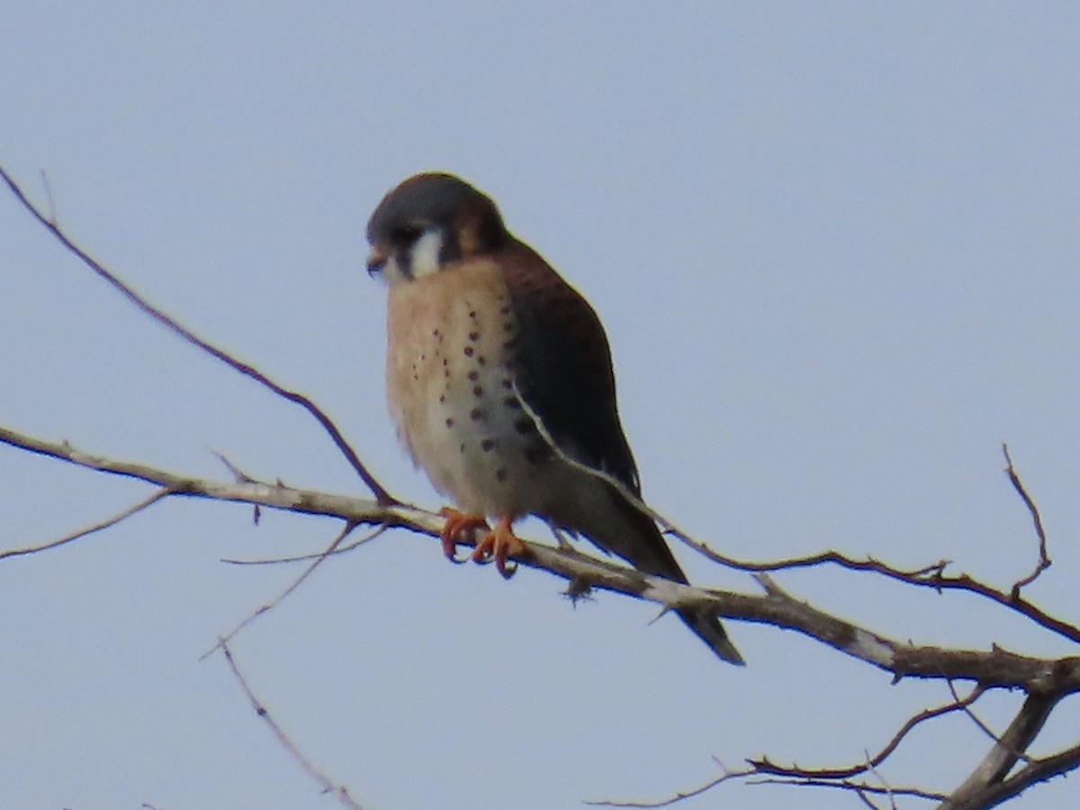 poštolka pestrá - ML646977097