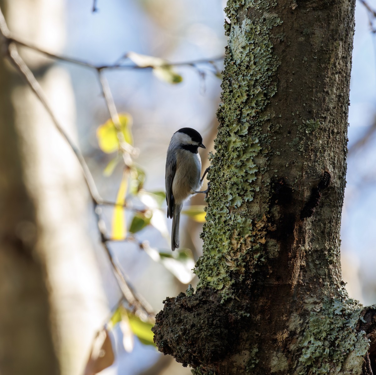 karolinameis - ML646977099