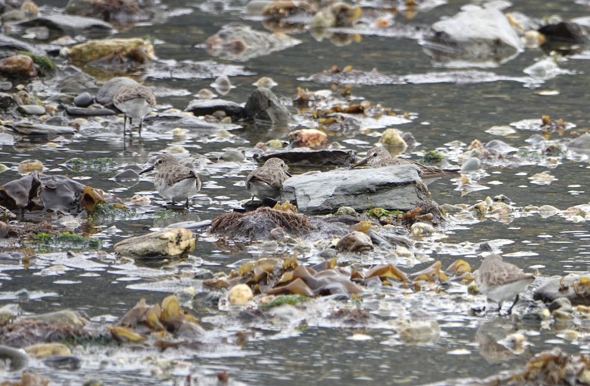 Baird's Sandpiper - ML646977104