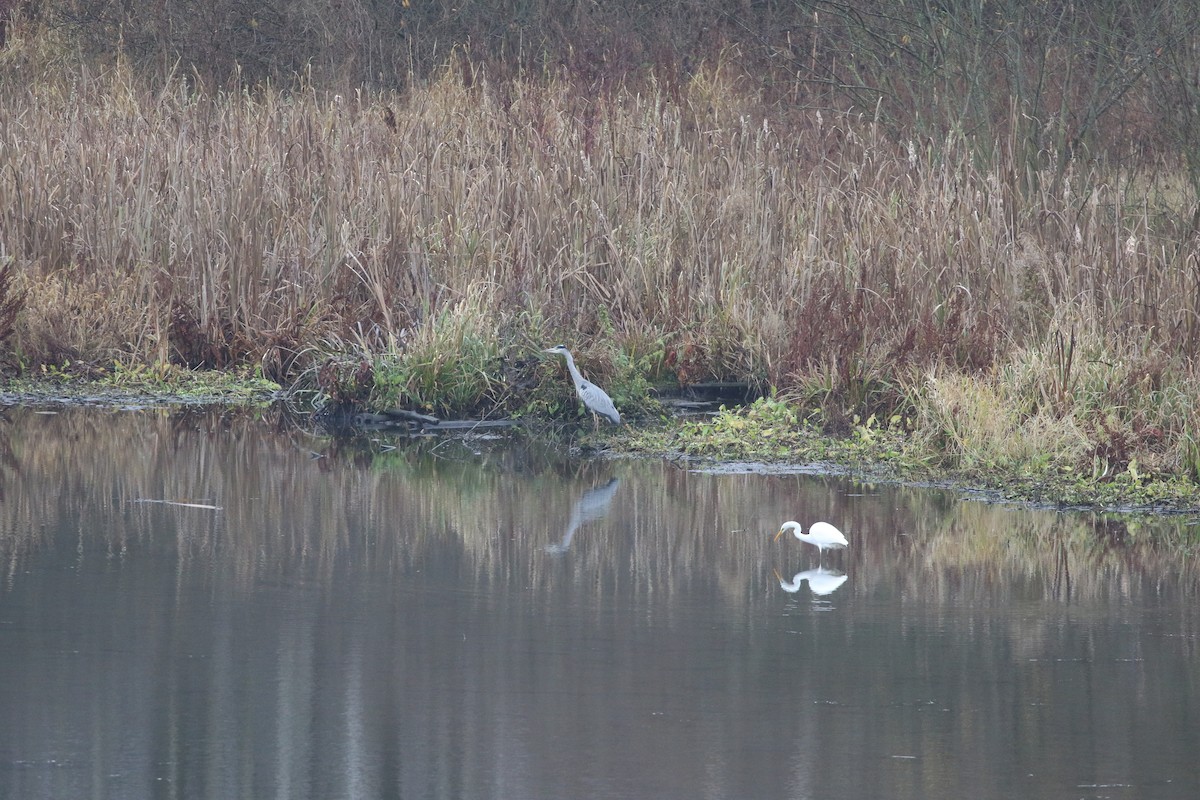Gray Heron - ML646977108