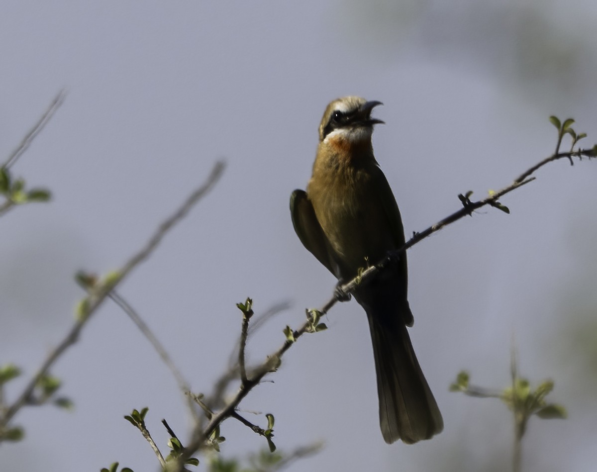 White-fronted Bee-eater - ML646977109