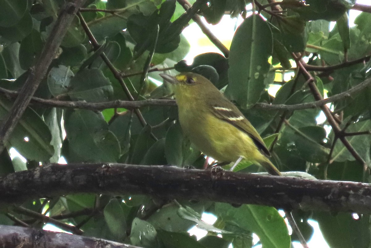 Mangrove Vireo - ML646977110