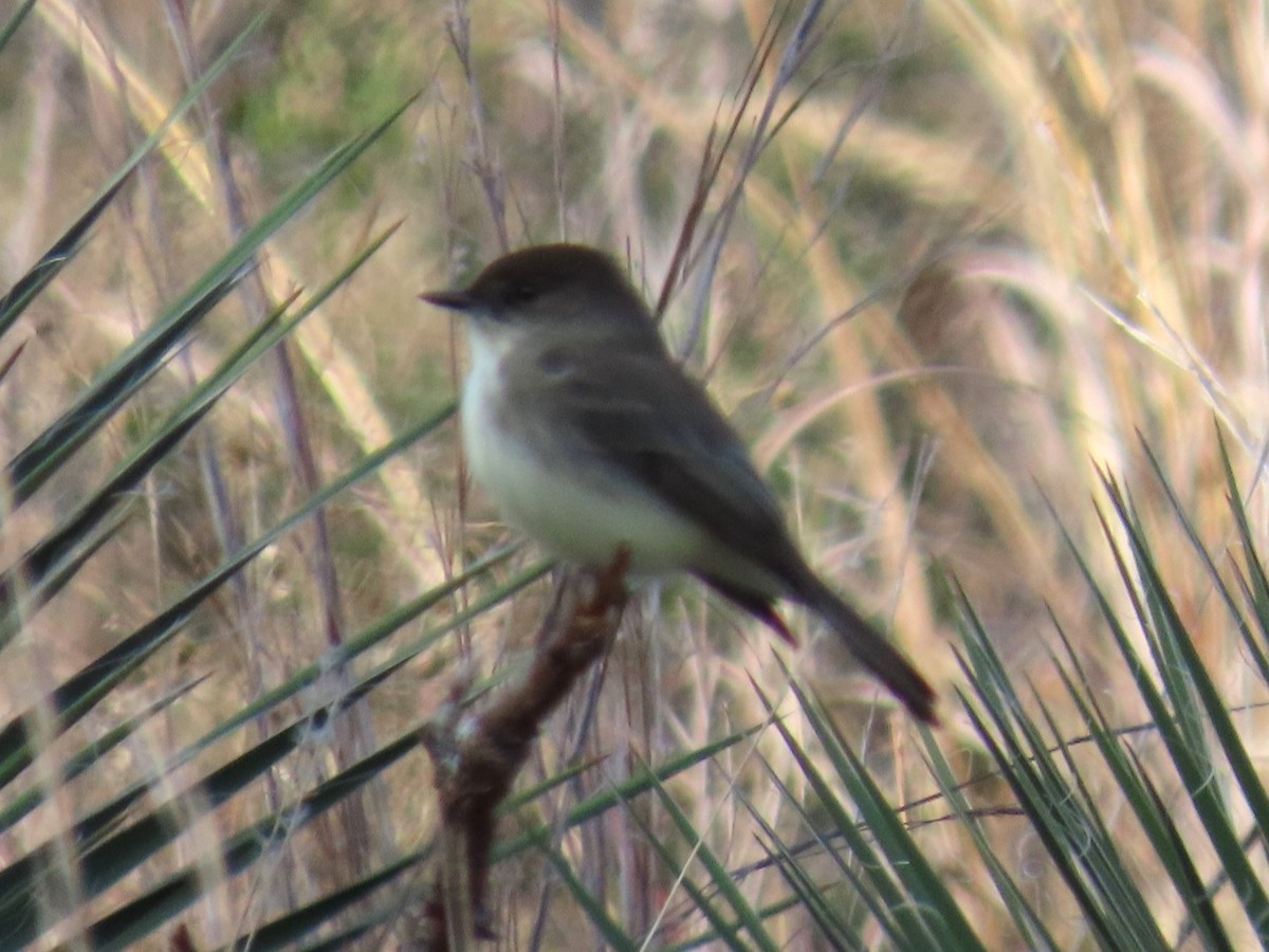 tyranovec domácí - ML646977111