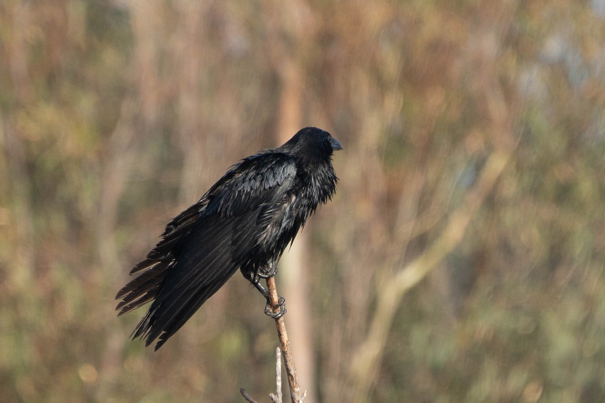 amerikakråke - ML646977116