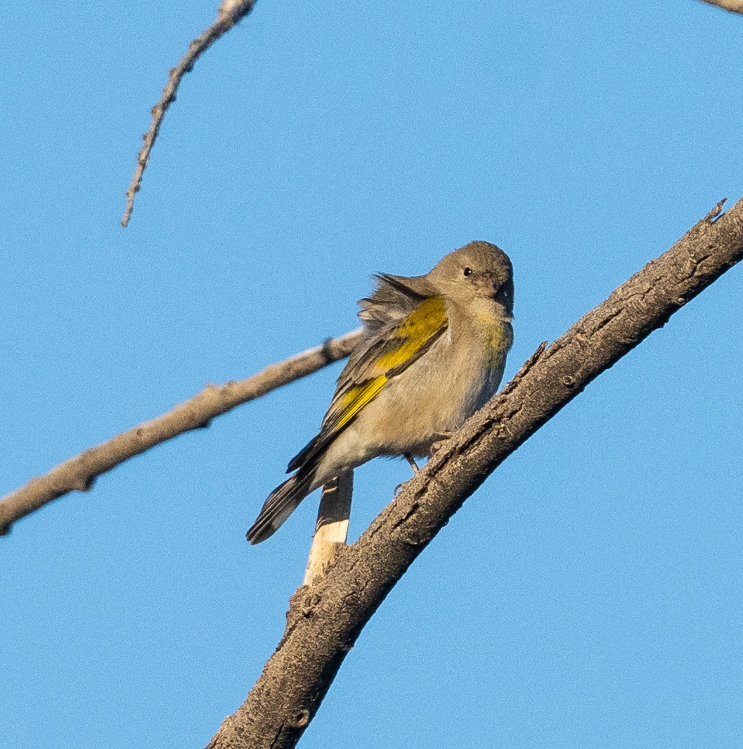 Lawrence İsketesi - ML646977117