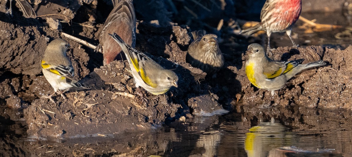 Lawrence İsketesi - ML646977118